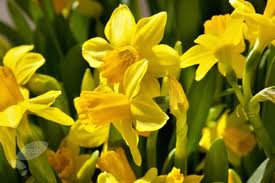 John Holiday Garden Daffodil